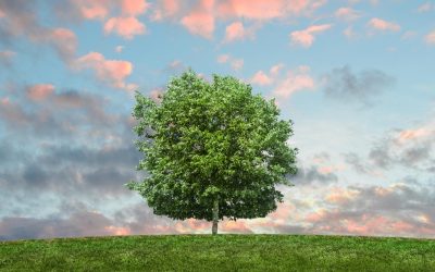 Réhabilitation des plantes oubliées : l’agriculture redécouvre ses trésors cachés