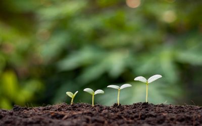 L’agriculture numérique : Quand vos légumes tweetent plus que vous !