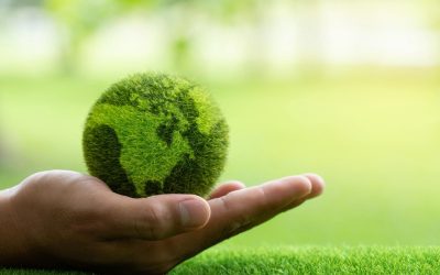 Révolution sous nos pieds : Quand les plantes réparent le sol