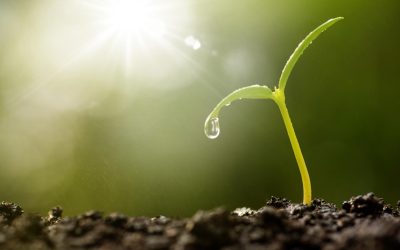 Le Bitcoin des champs : quand la blockchain révolutionne l’agriculture