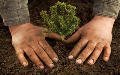 Les fermes verticales : révolution agricole ou simple hype ?