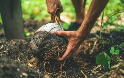 Les Ferments Magiques : Quand les Microbes Révolutionnent l’Agriculture