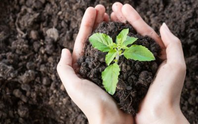 Le bio est-il vraiment écologique ? Les dessous moins connus de l’agriculture biologique