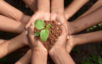 L’agriculture futuriste: quand le farmville devient réalité