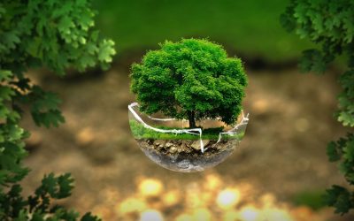 Plantes bavardes : quand nos légumes nous révèlent leurs secrets
