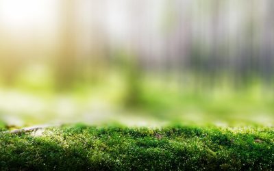 Des drones aux champs : quand la haute technologie réinvente l’agriculture