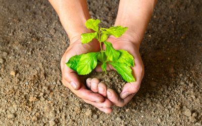 Les plantes nous espionnent-elles ? L’agriculture sous surveillance