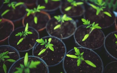 Agriculture urbaine : La révolution verte des toits de Paris