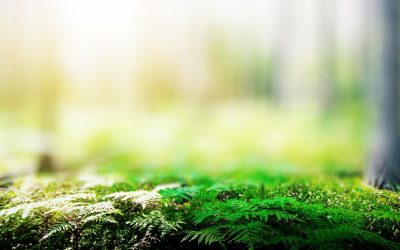Robots agricoles : vers la fin des fermiers humains ?