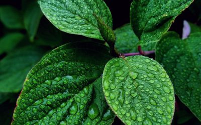 Peut-on cultiver un steak ? L’agriculture cellulaire va-t-elle remplacer les fermes ?