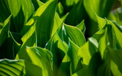 Agriculteck : Quand la technologie vert-ouille l’agriculture