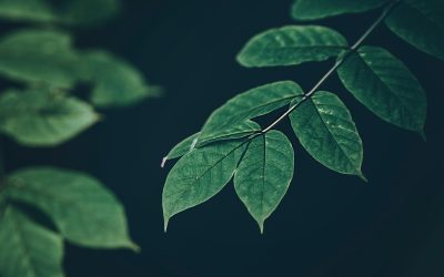 Ces micro-organismes inconnus qui vont révolutionner l’agriculture