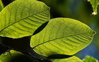 Biohacking au Champ : Quand la Technologie Réinvente l&rsquo;Agriculture